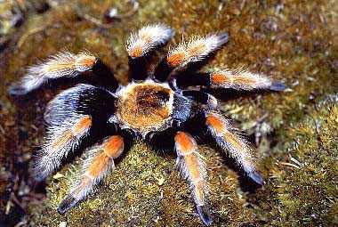 BRACHYPELMA BOEHMEI 8